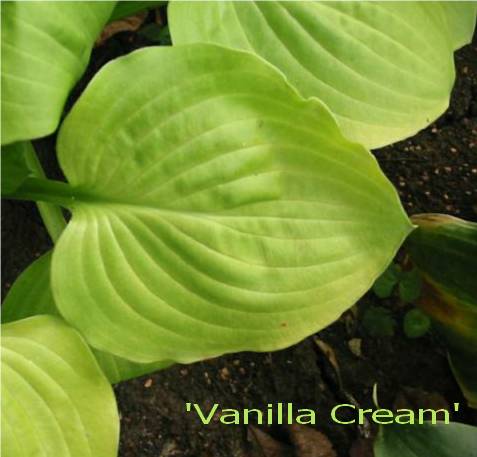 Vanilla Cream always looks fresh.