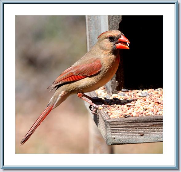 Fmale Cardinal.jpg