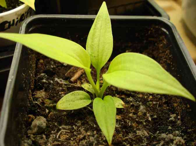 May seedling.jpg