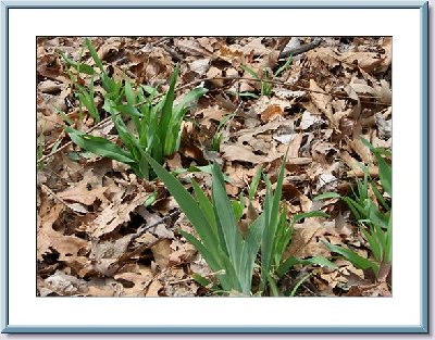 Wide Iris and Gladiolus.jpg