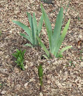 Iris in Lilum Bed -hrz-2.jpg