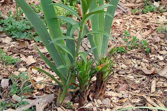 Iris in 07 Lilium Bed -2.jpg