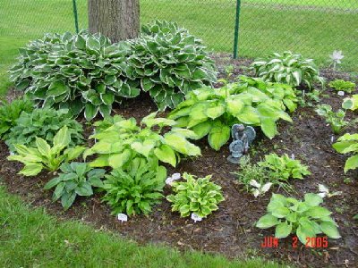 The hosta's all around the tree are Francee.....:-)