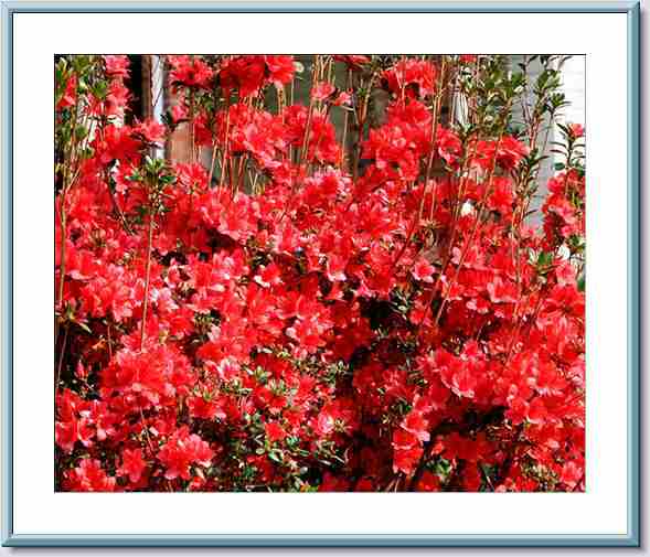 Red Azalea - Frame HRZ.jpg