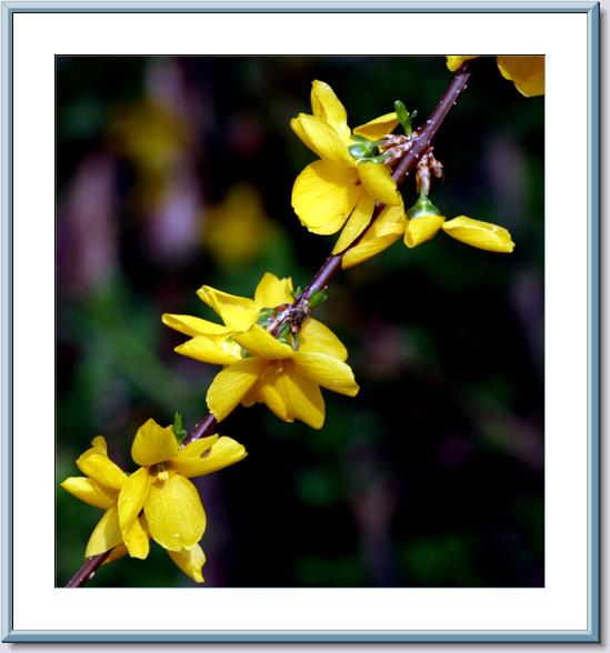 Forsythia Bloom.jpg