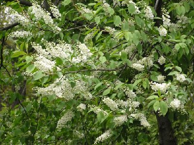 Canadian Mountain Red Chokecherry.JPG