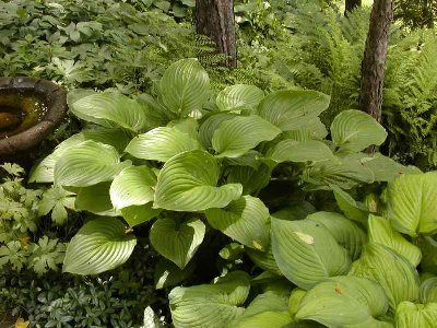 plantaginea vinca bank 6-26-06c.jpg