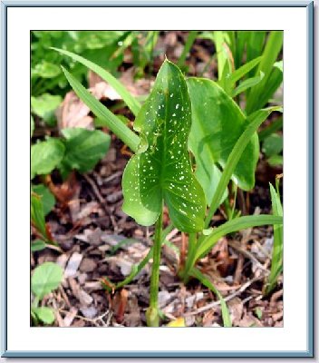 April Calla Lily Sidewalk - HRZ.jpg