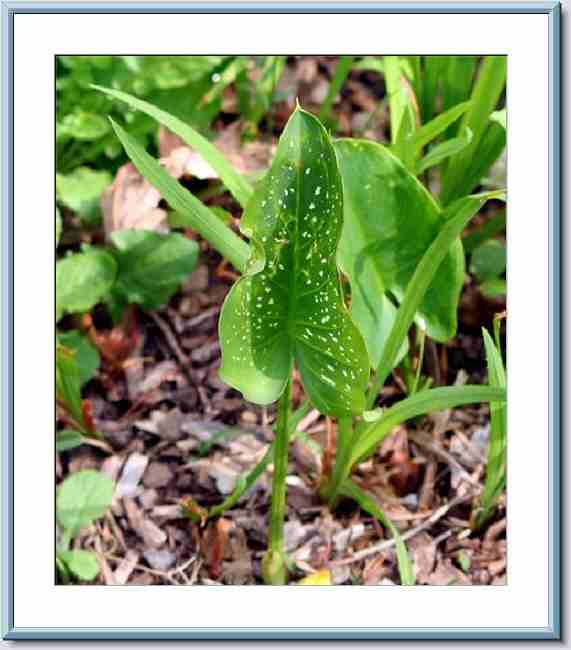 Calla Lily by Sidewalk - May-10-07.jpg