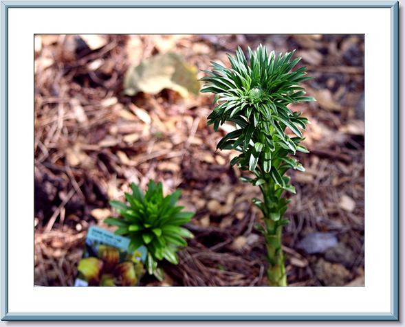 Lilium Planted new Bed - April -.jpg