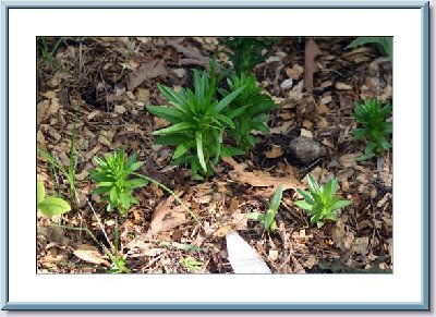 More April Planted Liliums -.jpg