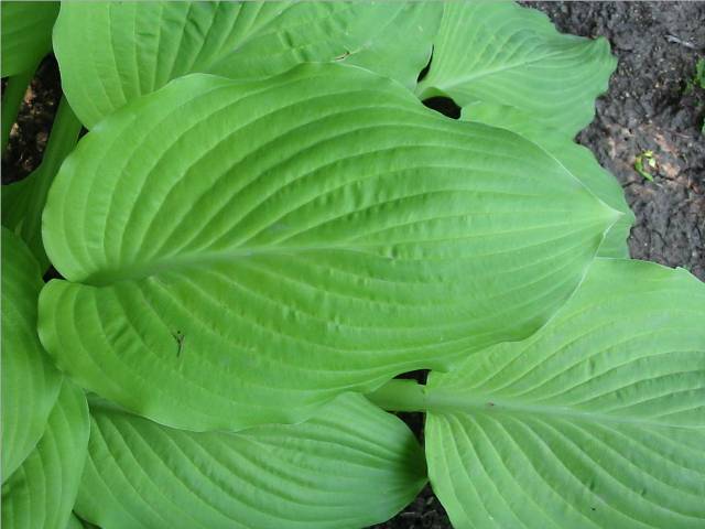 Squash Casserole leaf detail