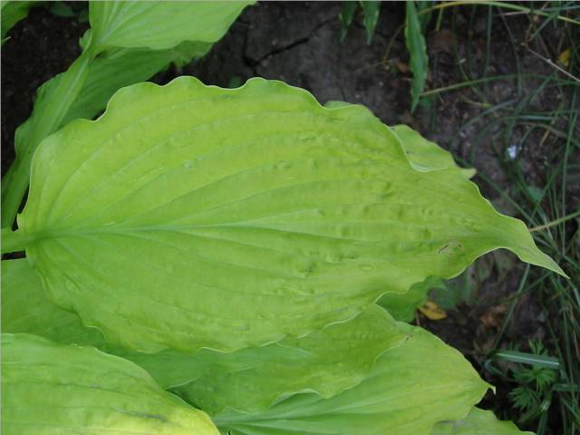 Ophir leaf detail