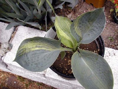 Hosta  sport perhaps 002.jpg