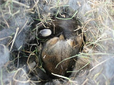 a bunny butt and an ear