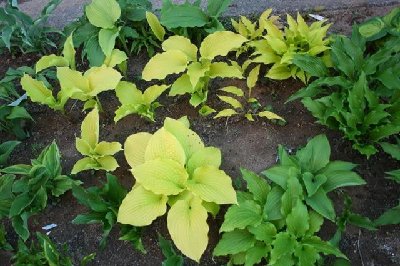 A view of ome of the seedling beds.