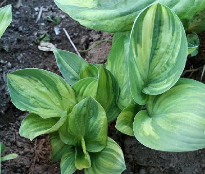 I just love this little cupped hosta. yes it is white backed!