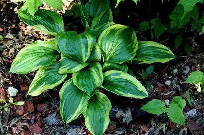 Deep dark color on this small hosta!