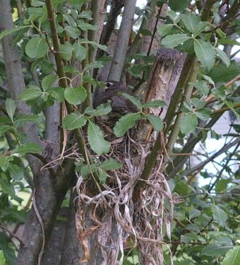 Robin Sitting on Nest 05-22-07 Resized.jpg