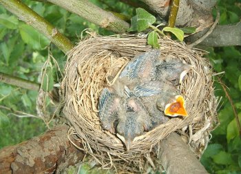 Baby Robins 05-20-2007 Resized.jpg