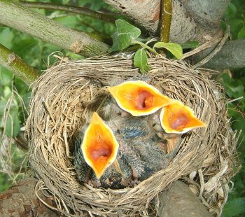 Baby Robins 05-20-07 Resized.jpg