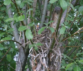 Baby Robins May 22, 2007 Resized.jpg