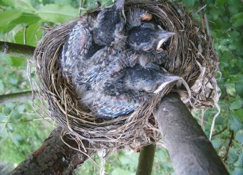 Baby Robins 05-22-07 Resized.jpg