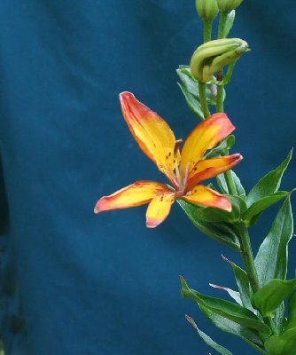 Asiatic Lillium Bi-tone -dpd.jpg