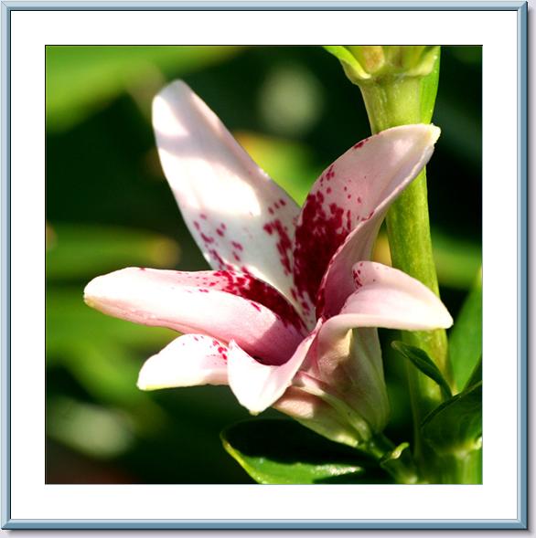 07 Unknown Lilium -OC.jpg