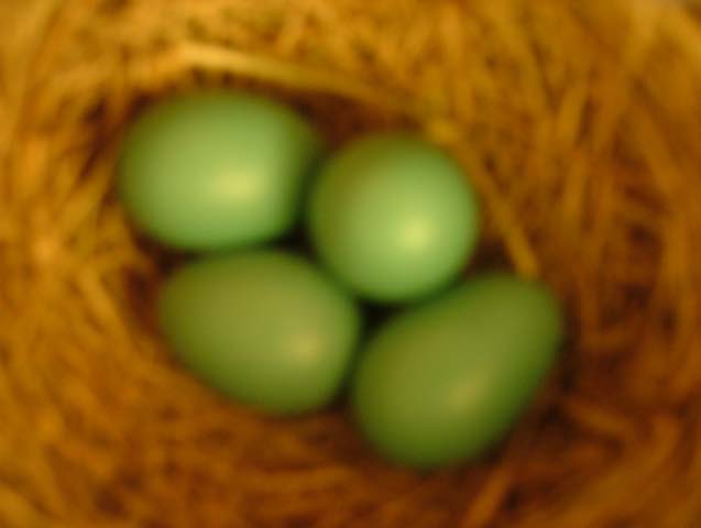 5/22-last of 4 eggs laid