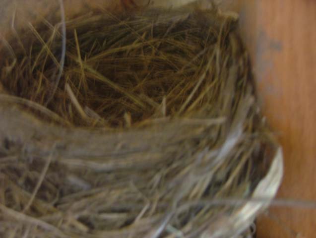 Empty Nest on monrning of 5/19