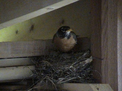 Mrs. Robin before 1st egg was laid.