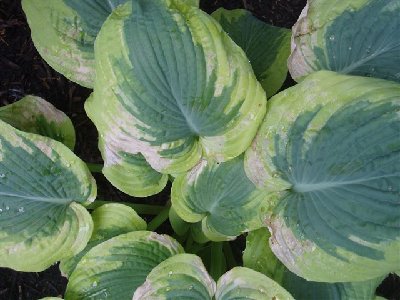 Hosta 1.JPG