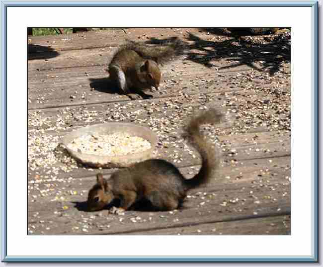 Squirrel group Feed (2).jpg
