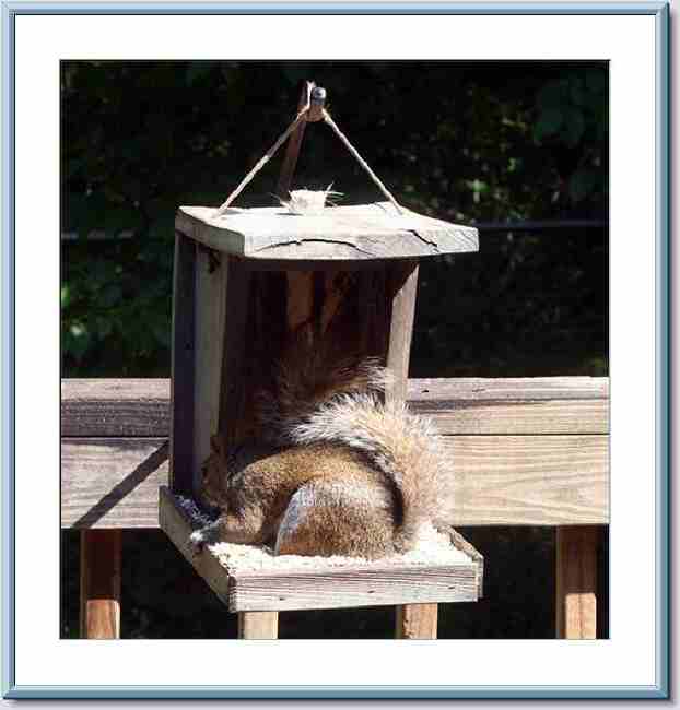 Tree Rodent - Safflower Feeder (2).jpg