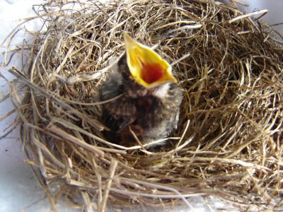 This was my Rocky's mouth!  It flew open everytime I touched his little nest.