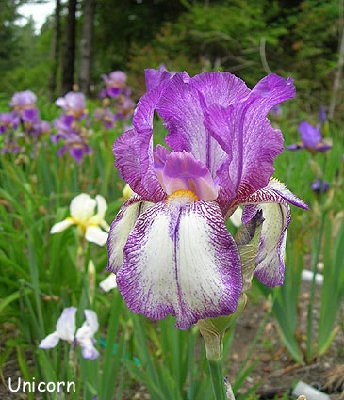 Unicorn is one of the very first 'space-age' irises on the market.  The horned beard was quite a sensation.