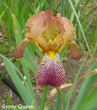 Gypsy Queen - in her exotic colors.  A beautiful little iris, can't wait to have a clump.