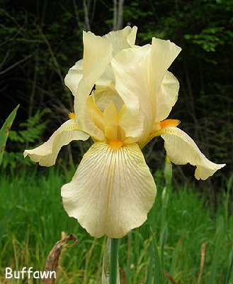 Buffawn - wonderful warm honey tones.  i never really appreciated this iris until it had a dark green backdrop, like the fir trees.  Suddenly its color is enchanting.