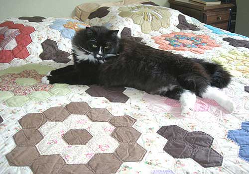 Tuck looking handsome on an old quilt.