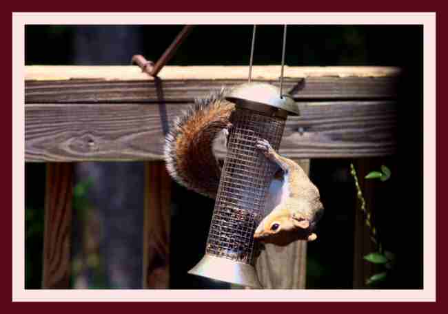 Bush Tailed Squirrel - SF Feeder.jpg