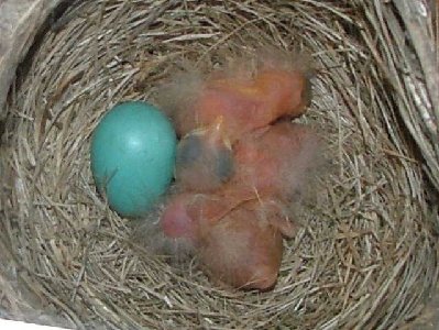 3 hatched day 2 smaller.JPG