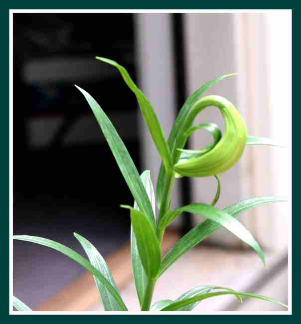 Deformed Casablanca Lilium - Freeze.jpg