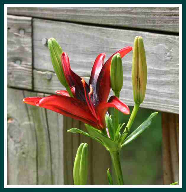 Unknown Red-Black Lilium - Deformed.jpg