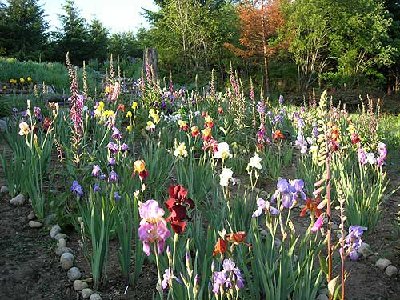 33-irises.jpg