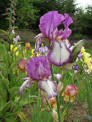 31-irises.jpg