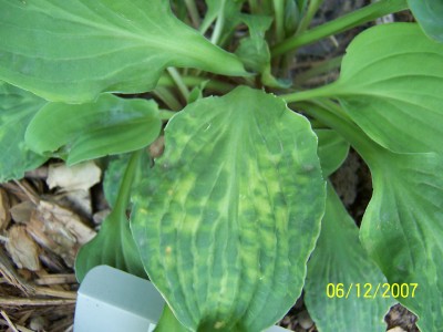 Close up of leaf