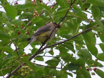 Cedar Waxwing [%P].JPG