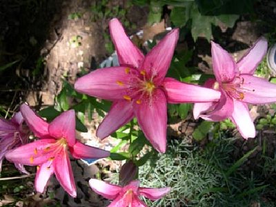 This is Lilium 'Disco'. I love the color.