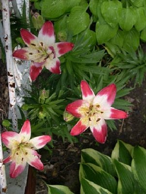 These are the first lilies I got.  I find them cheerful.  They remind me of bubble gum. :lol:<br />They were transplanted this year since I had to redo that entire bed, so I'm happy to see them blooming.